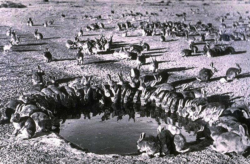 Conejos bebiendo en una charca de Australia en 1938. Foto: Rewilding Australia